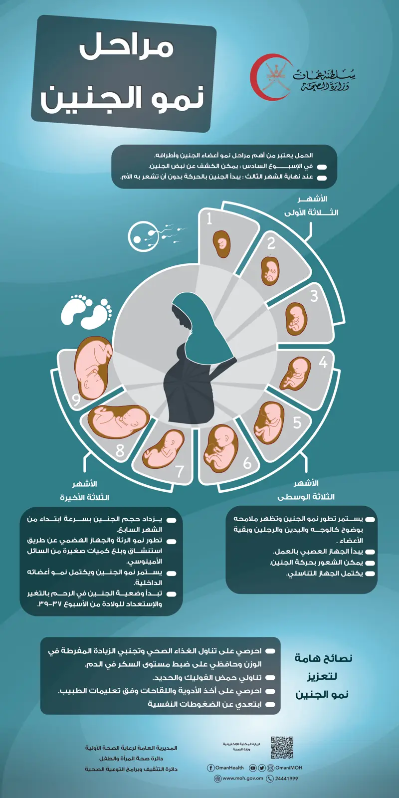 غلاف تقرير مراحل نمو الجنين