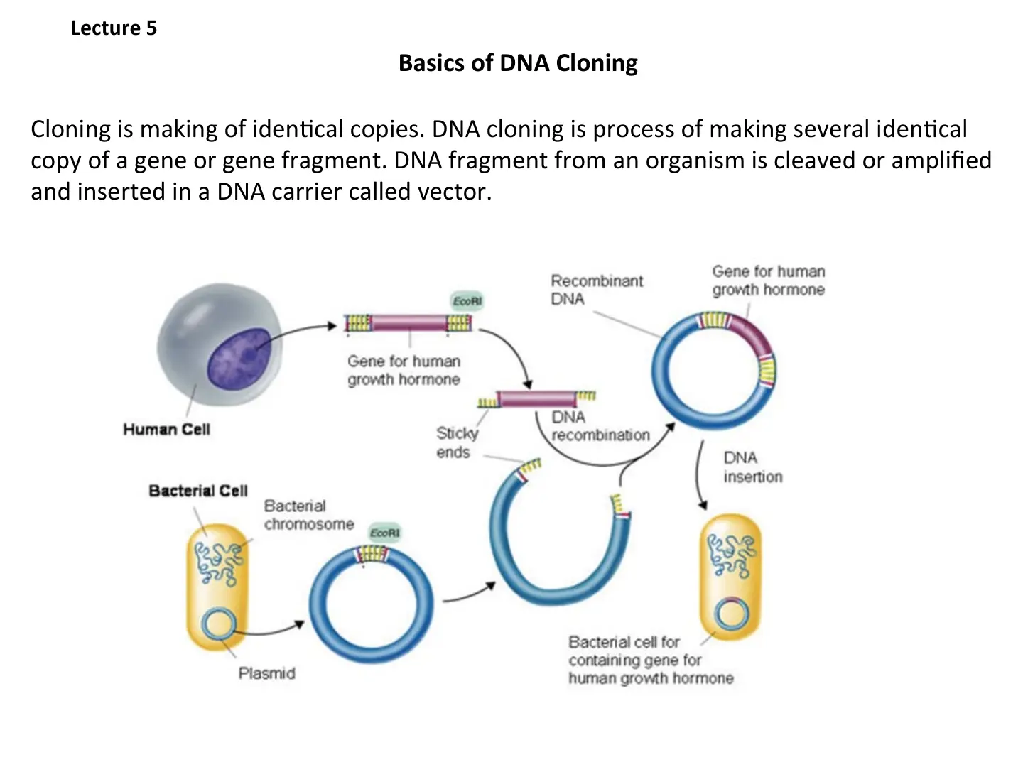 غلاف تقرير Lecture 5 Basics of DNA Cloning
