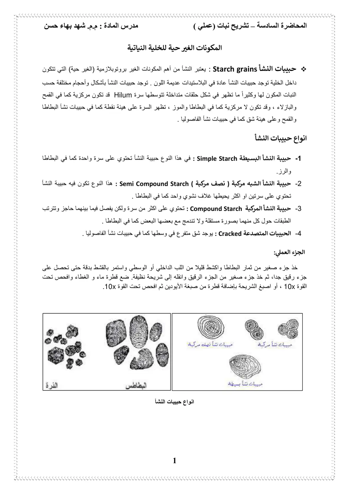 غلاف تقرير تشريح نبات عملي - المحاضرة السادسة