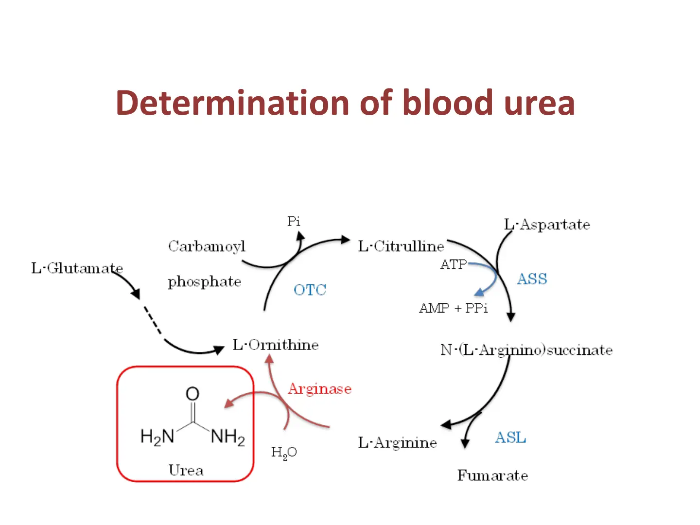 غلاف تقرير Determination of blood urea