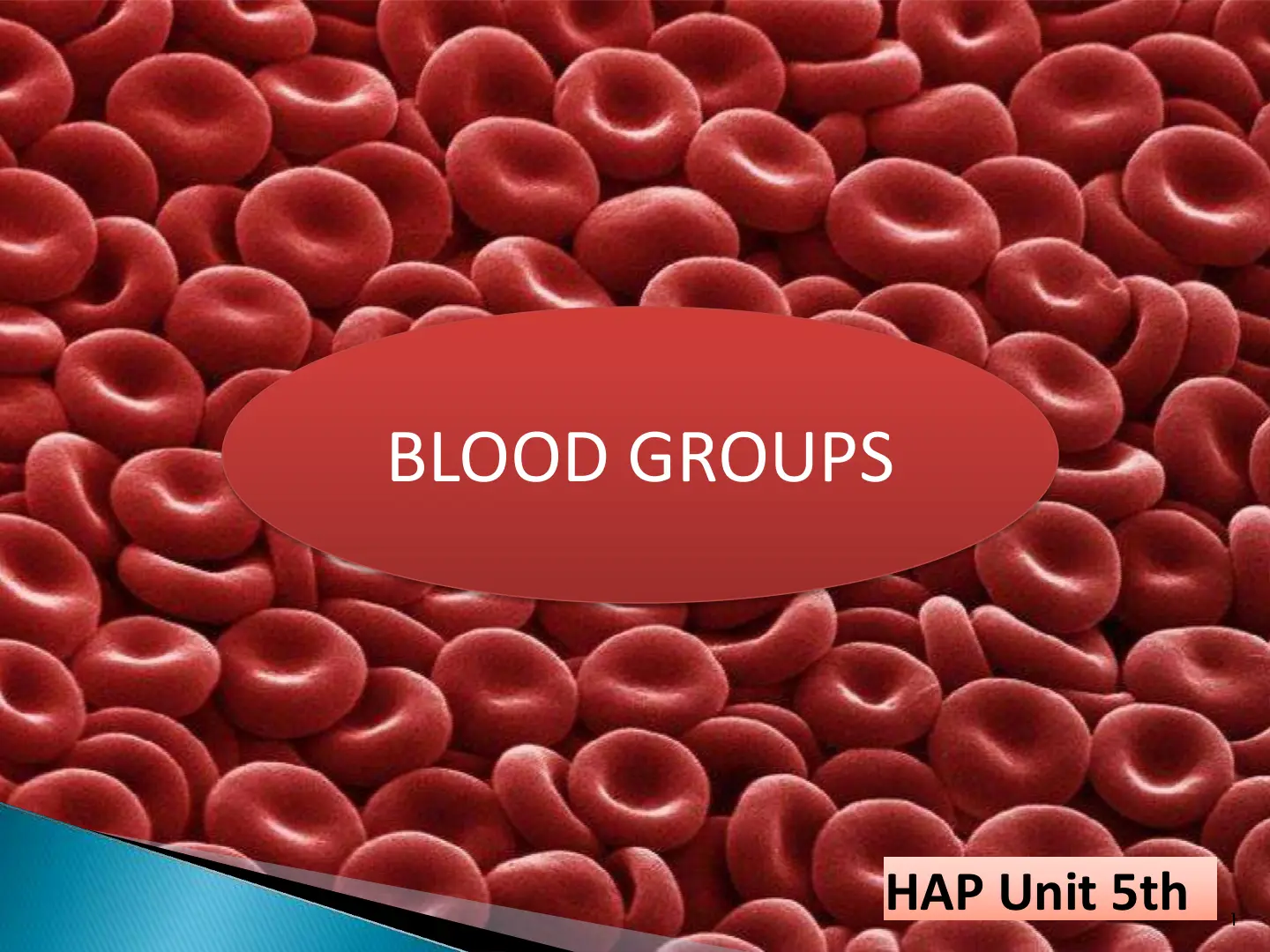غلاف تقرير BLOOD GROUPS HAP Unit 5th