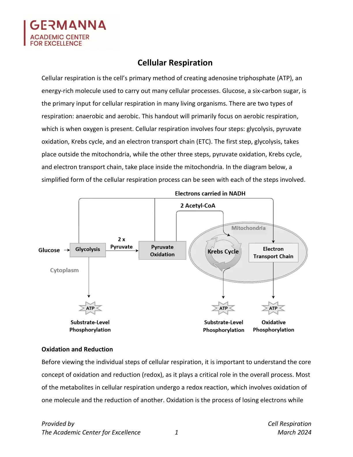 غلاف تقرير Cellular Respiration