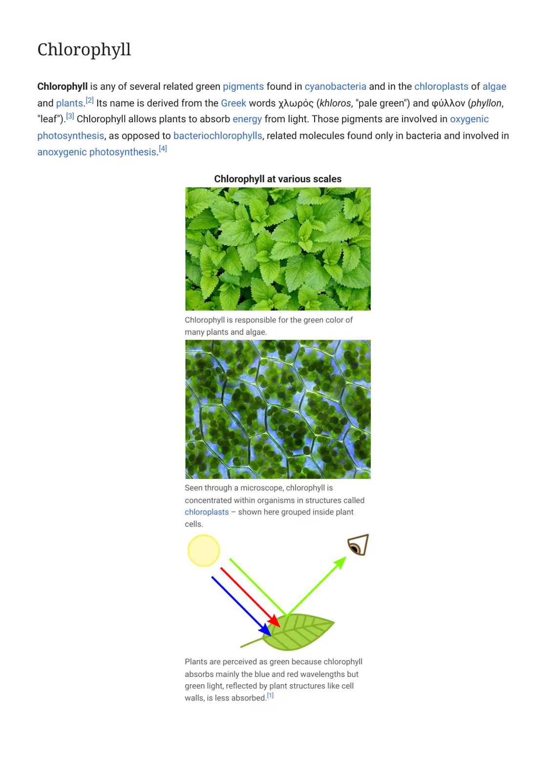 غلاف تقرير Chlorophyll
