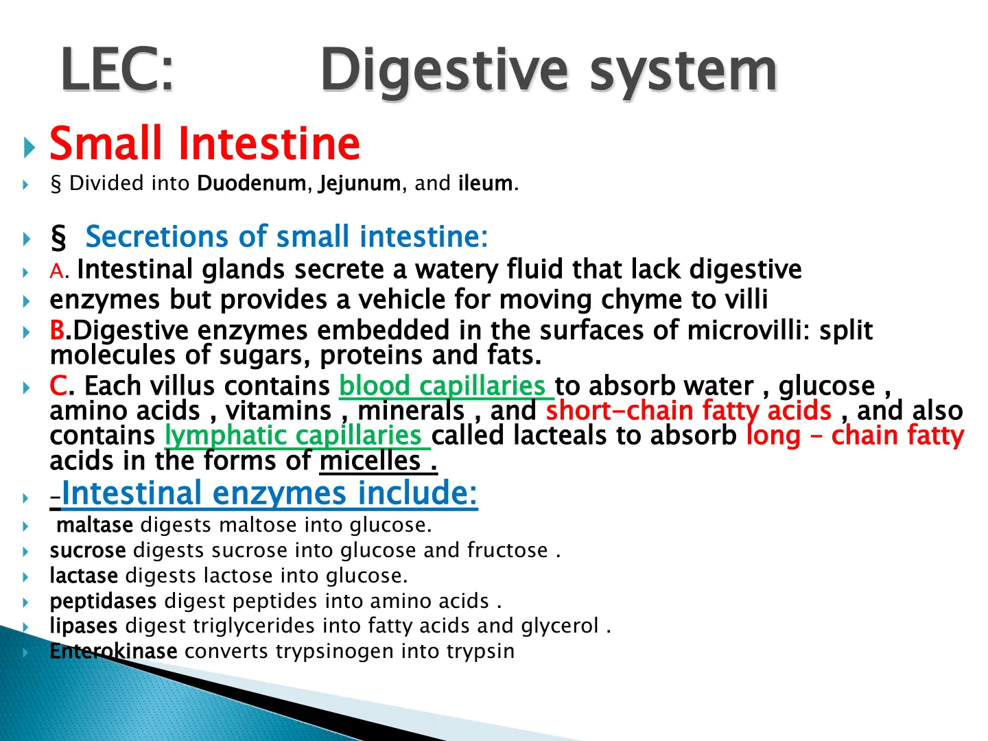 غلاف تقرير Digestive system - Small Intestine