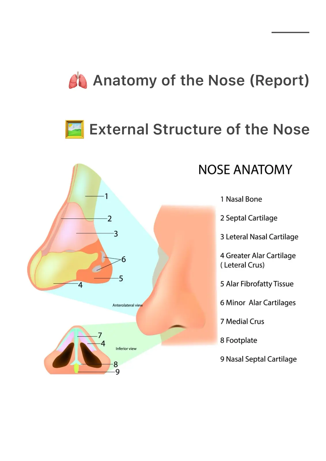 غلاف تقرير Anatomy of the Nose