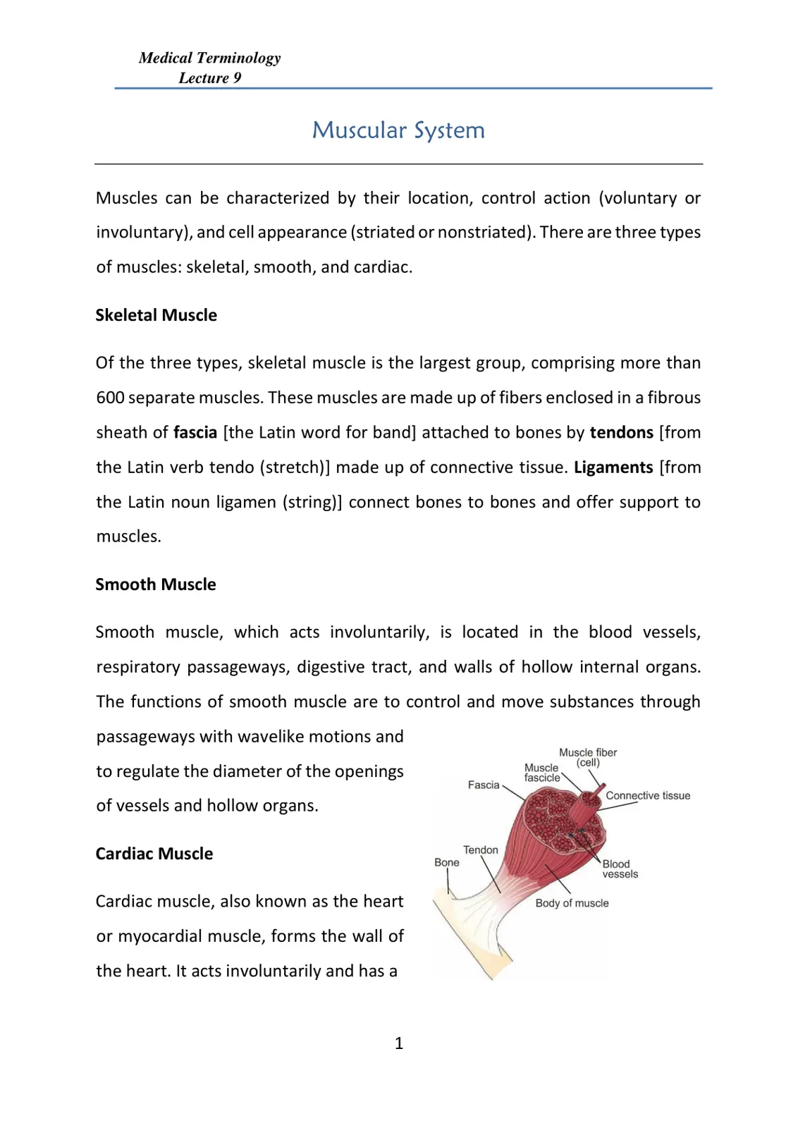 غلاف تقرير Medical Terminology Lecture 9 Muscular System