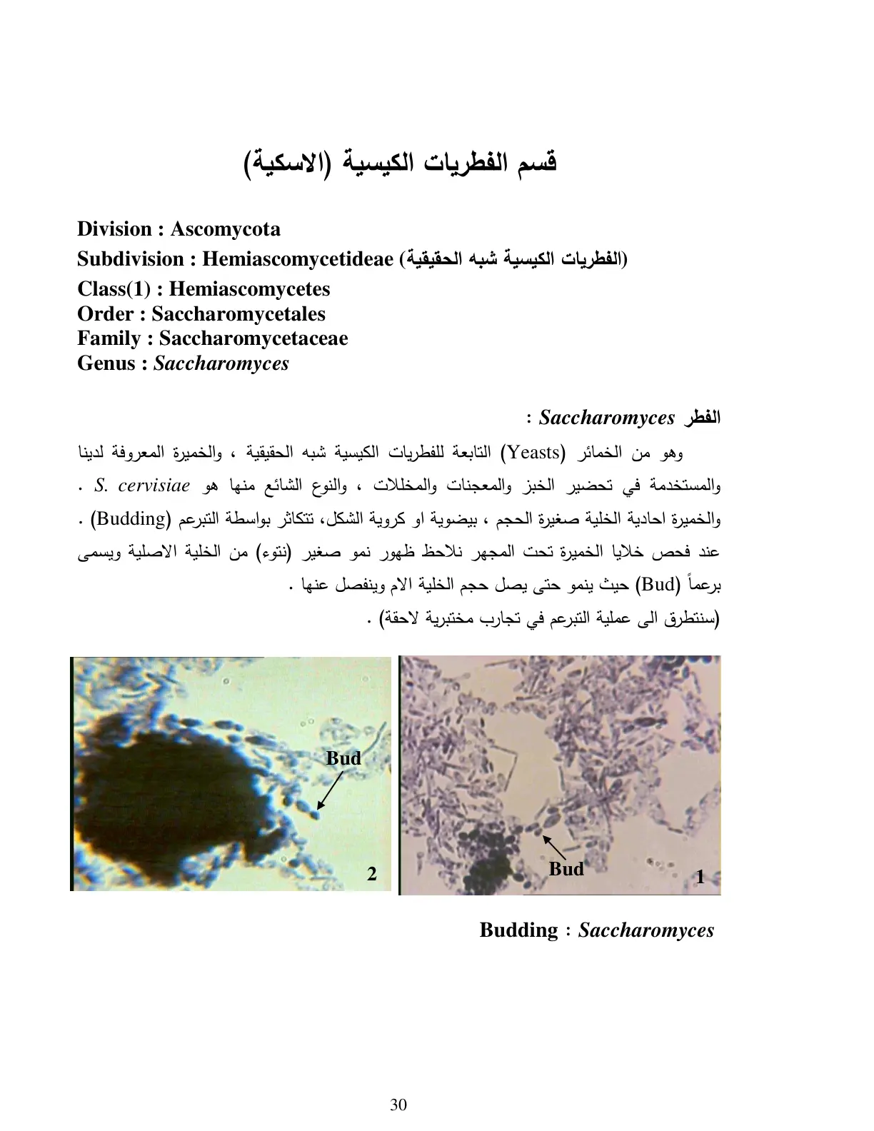 غلاف تقرير Division Ascomycota - قسم الفطريات الكيسية (الاسكية) - الخميرة Saccharomyces