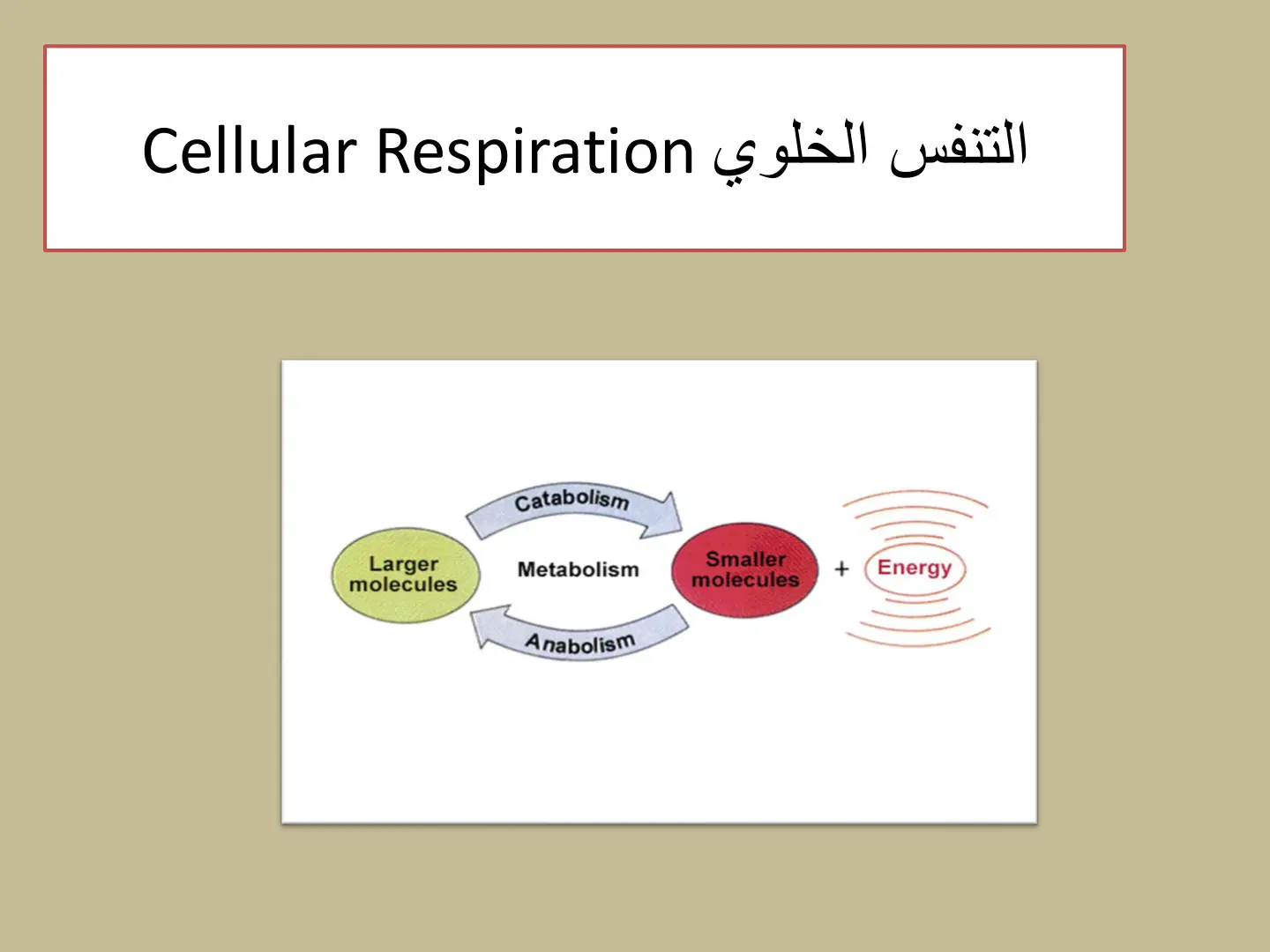 غلاف تقرير التنفس الخلوي Cellular Respiration