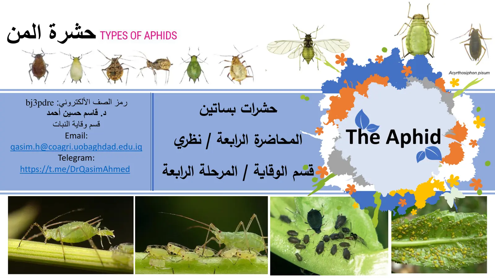غلاف تقرير محاضرة الرابعة - حشرات المن: TYPES OF APHIDS