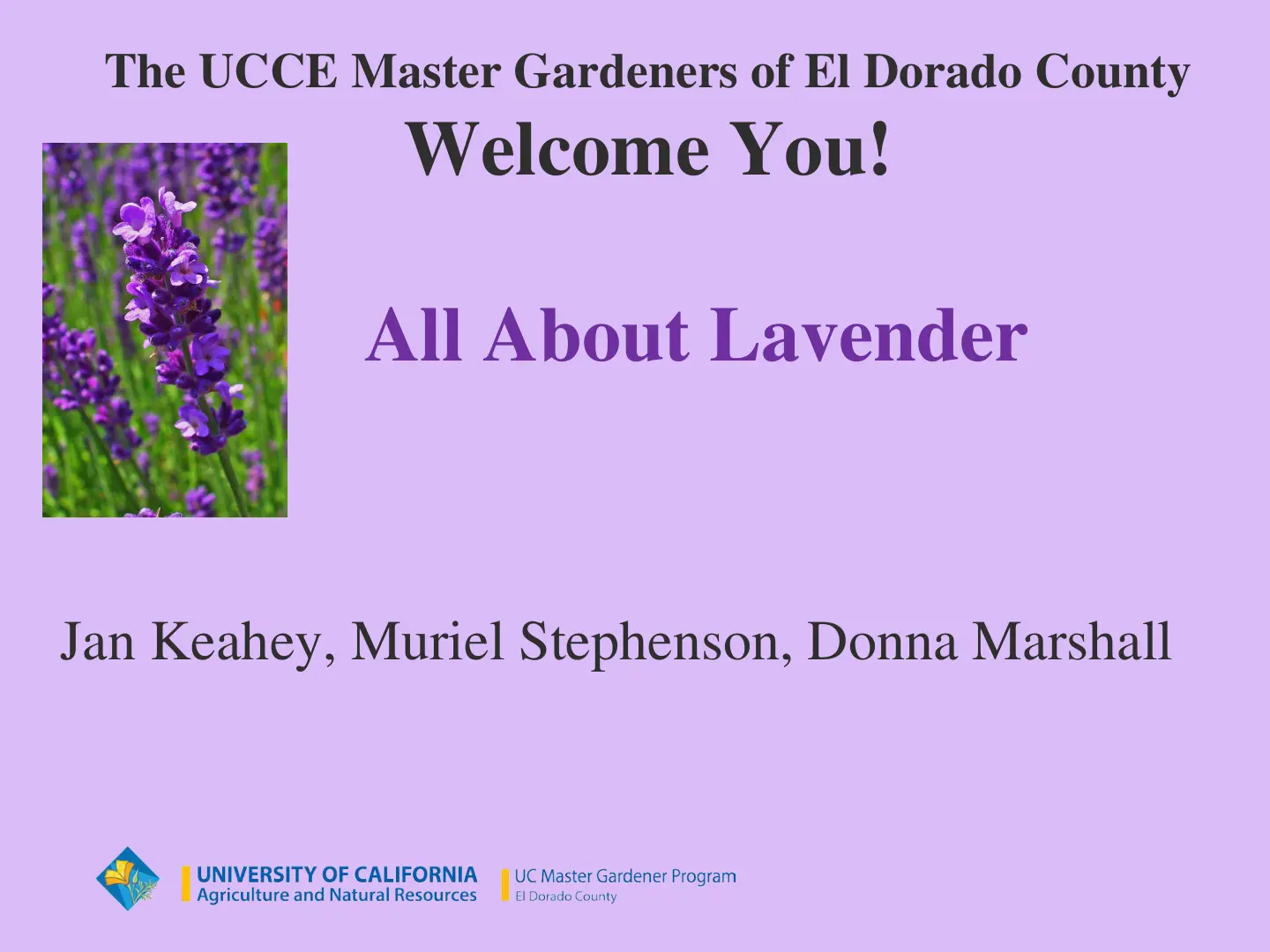 غلاف تقرير All About Lavender
