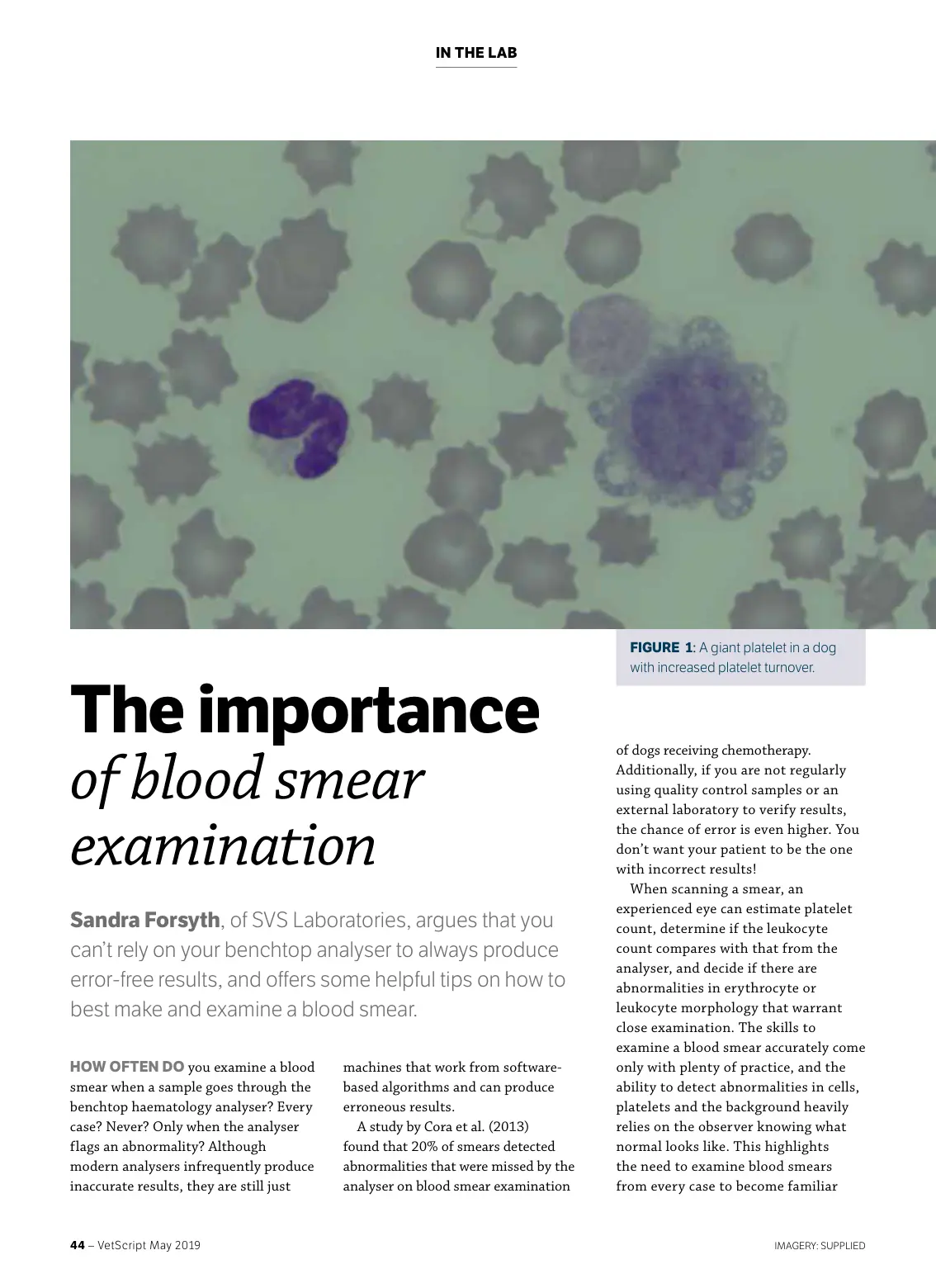 غلاف تقرير In the Lab - The importance of blood smear examination