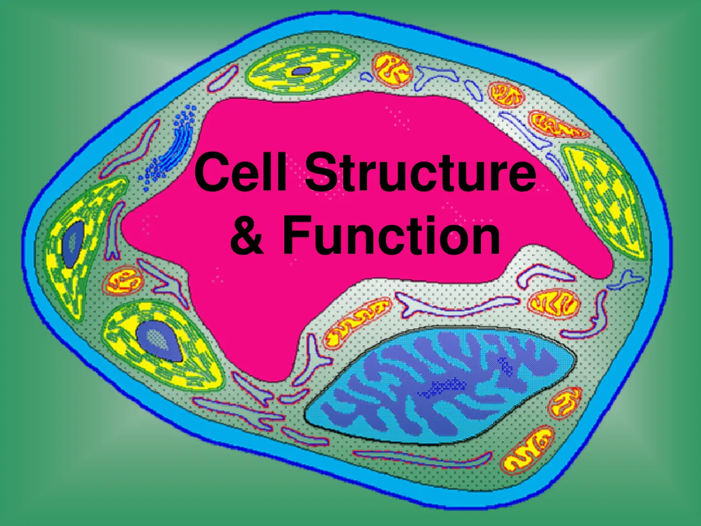 غلاف تقرير Cell Structure & Function