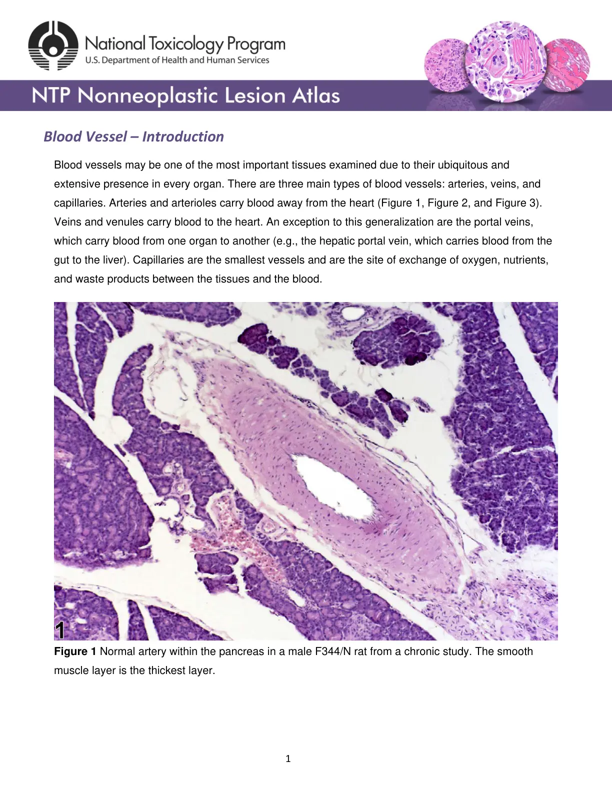 غلاف تقرير NTP Nonneoplastic Lesion Atlas: Blood Vessel - Introduction