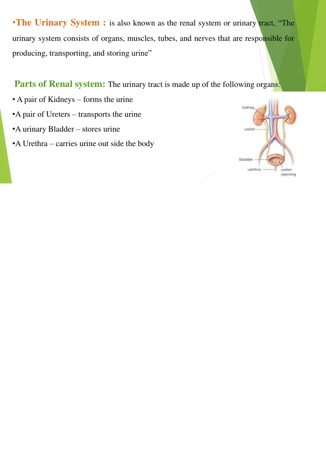 غلاف تقرير The Urinary System