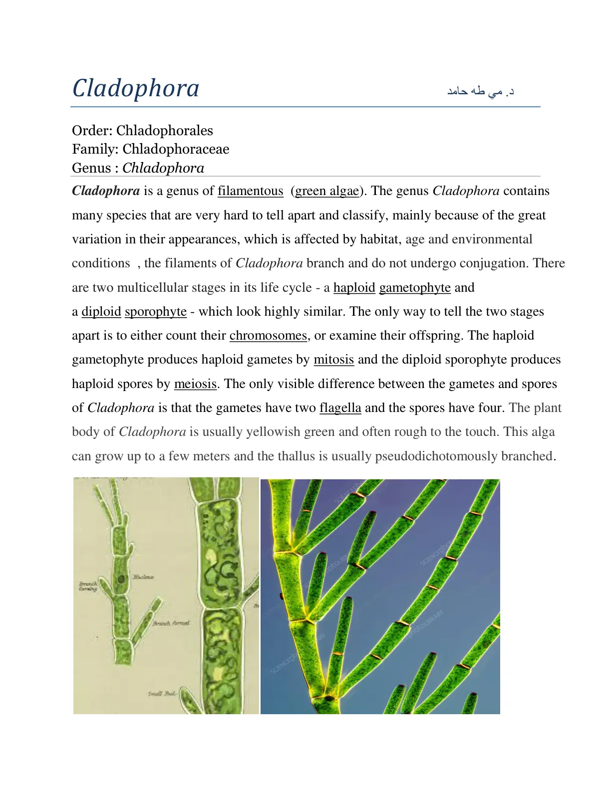 غلاف تقرير Cladophora