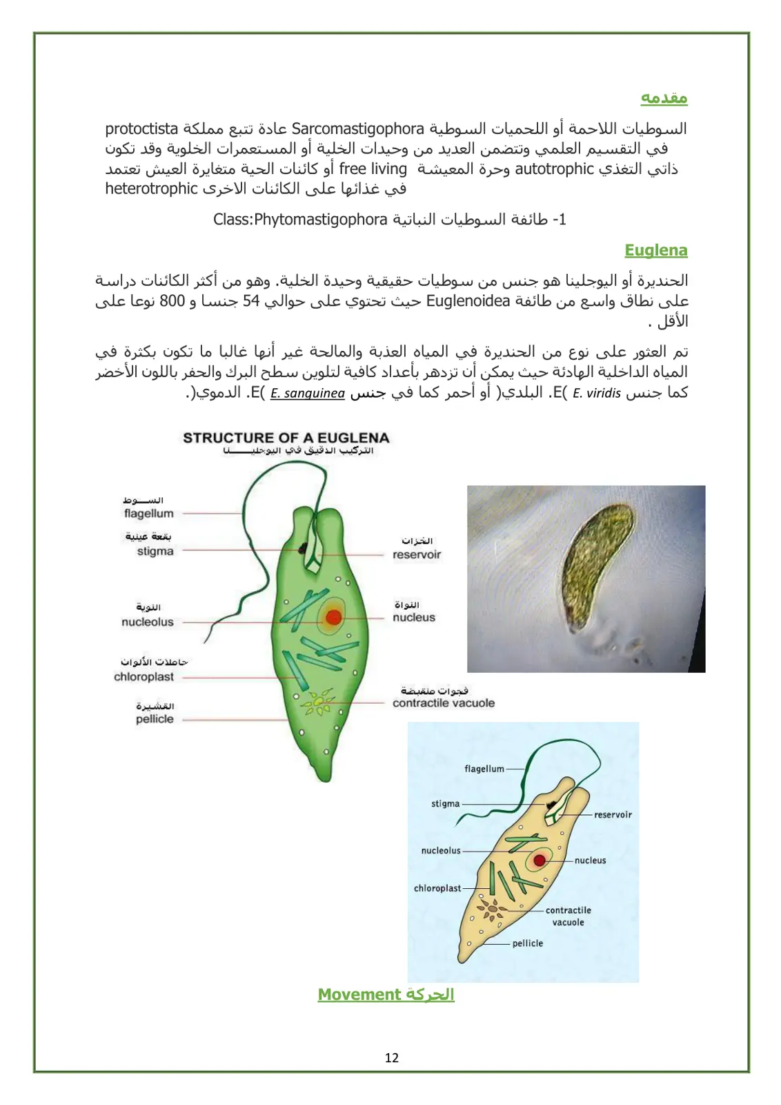 غلاف تقرير السوطيات اللاحمة أو اللحميات السوطية Sarcomastigophora