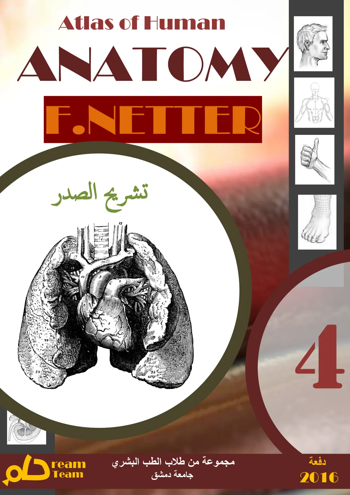 غلاف تقرير Atlas of Human ANATOMY تشريح الصدر