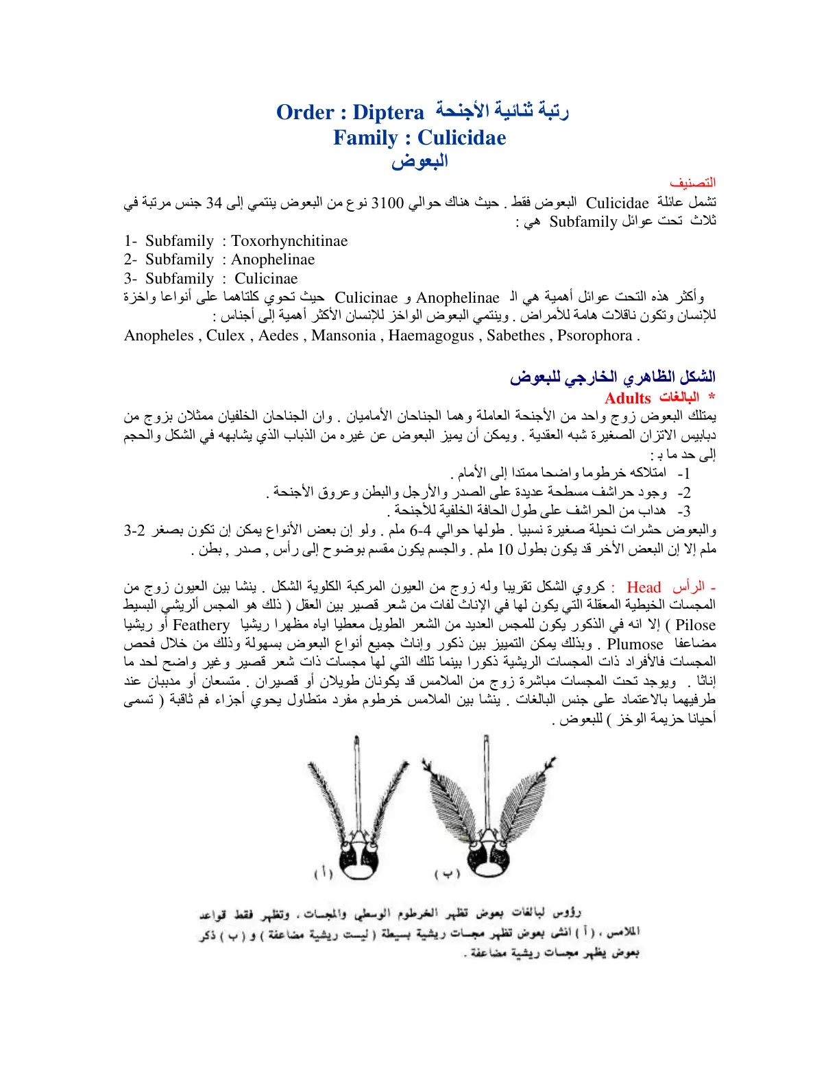 غلاف تقرير البعوض: التصنيف والشكل الظاهري الخارجي