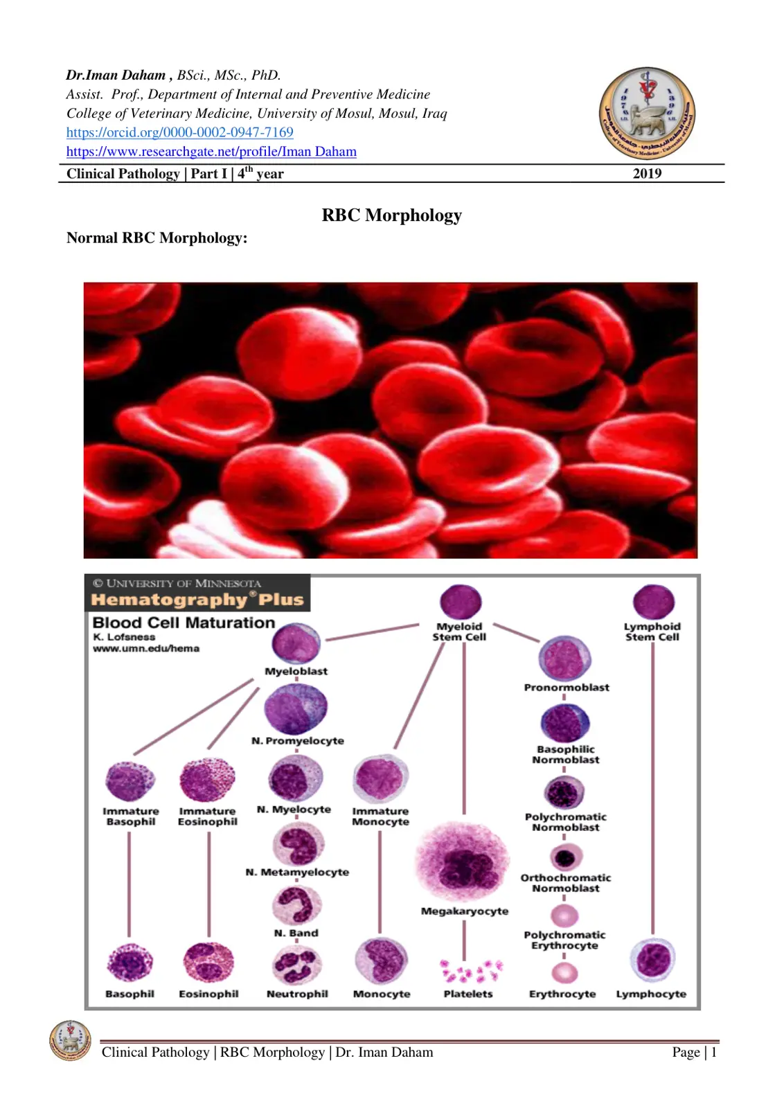 غلاف تقرير Clinical Pathology: Normal RBC Morphology