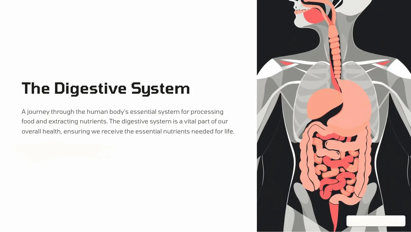 غلاف تقرير The Digestive System