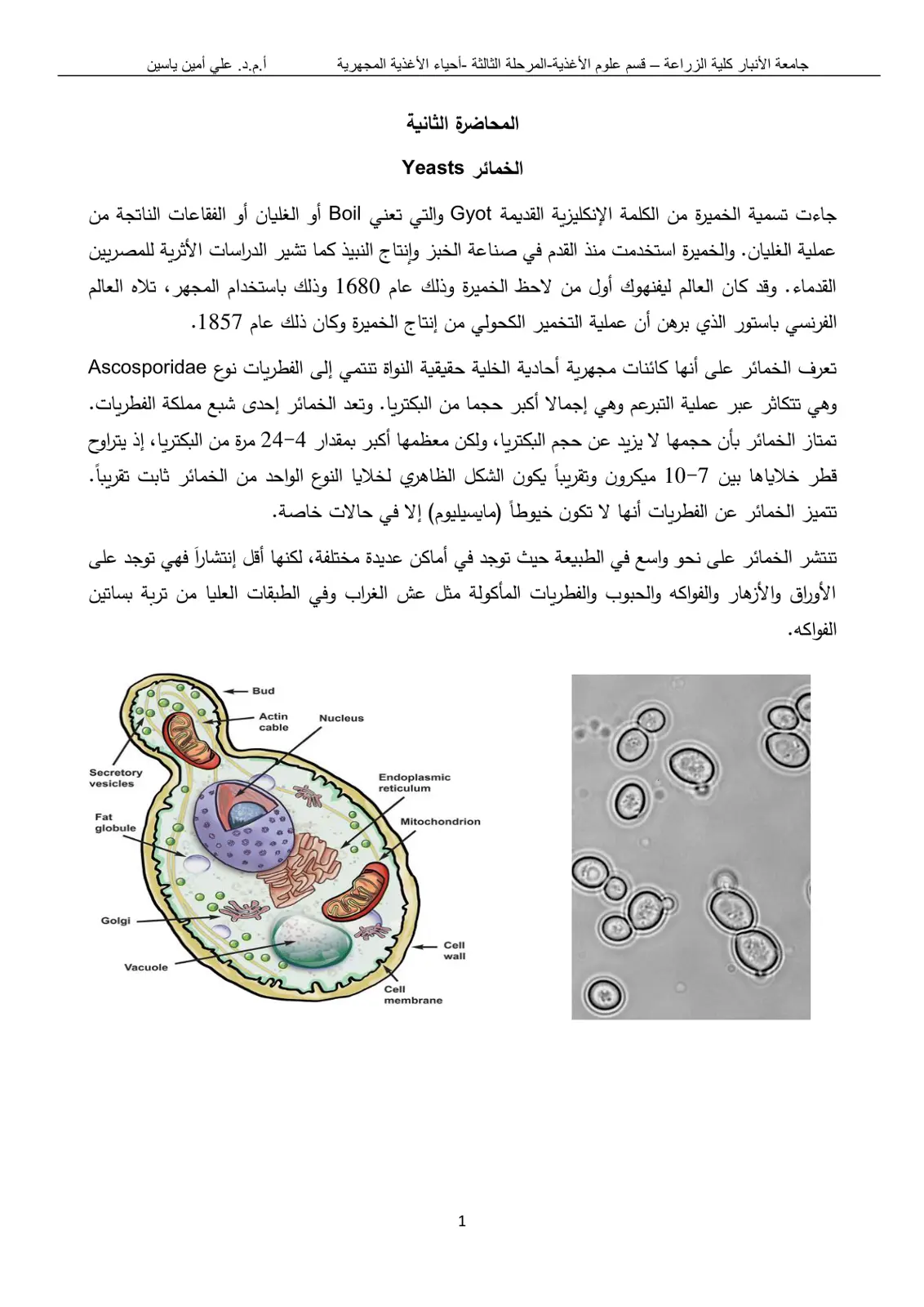 غلاف تقرير الخمائر Yeasts