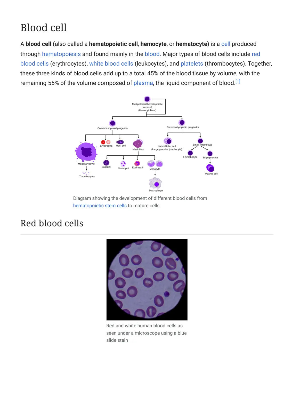 غلاف تقرير Blood cell