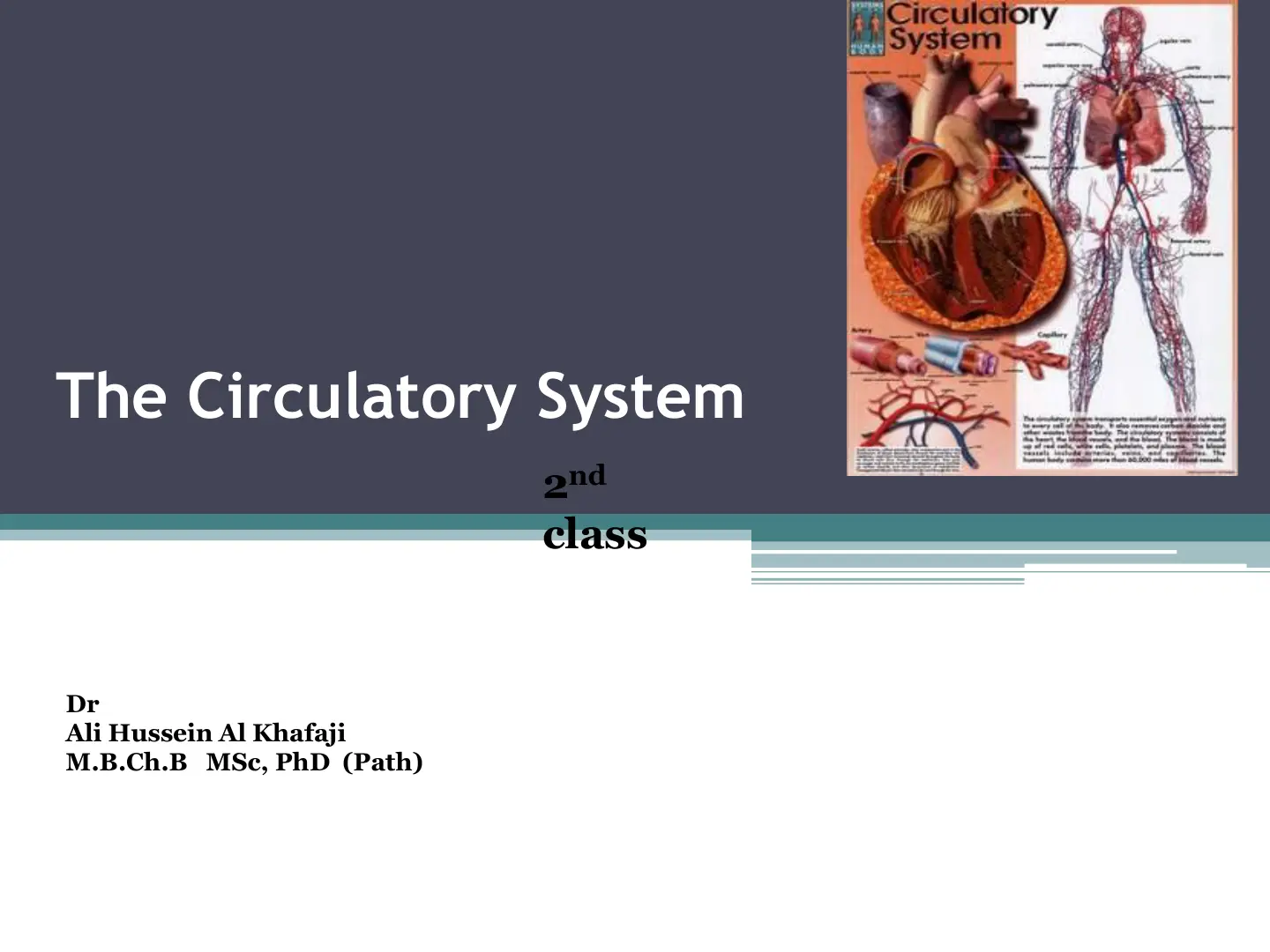 غلاف تقرير The Circulatory System