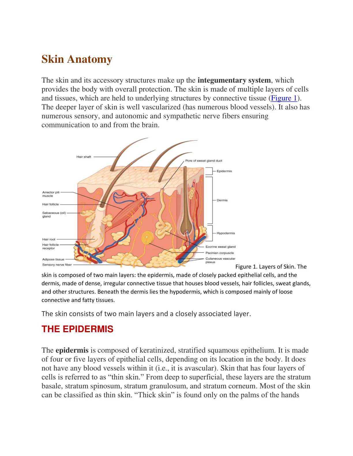 غلاف تقرير Skin Anatomy
