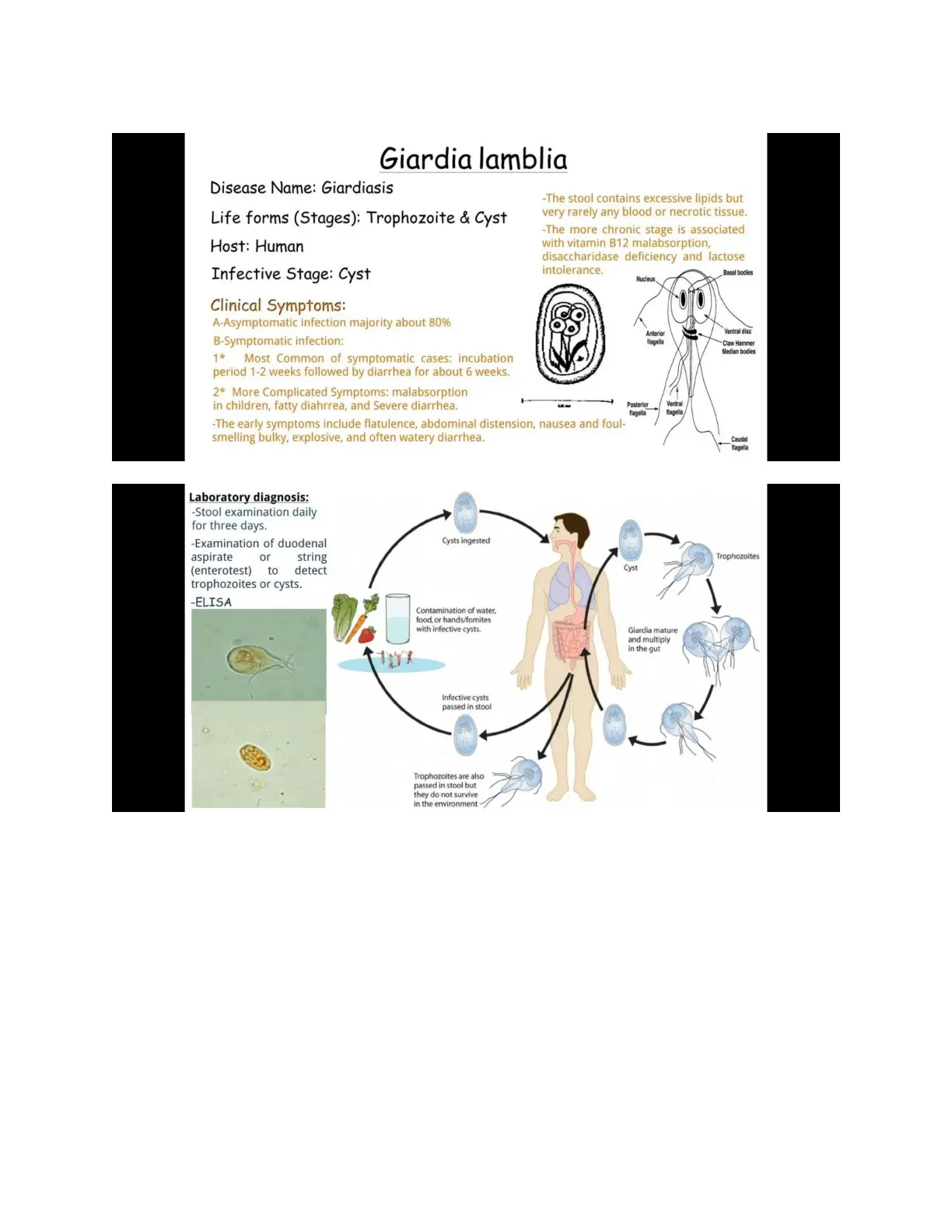 غلاف تقرير Giardia lamblia