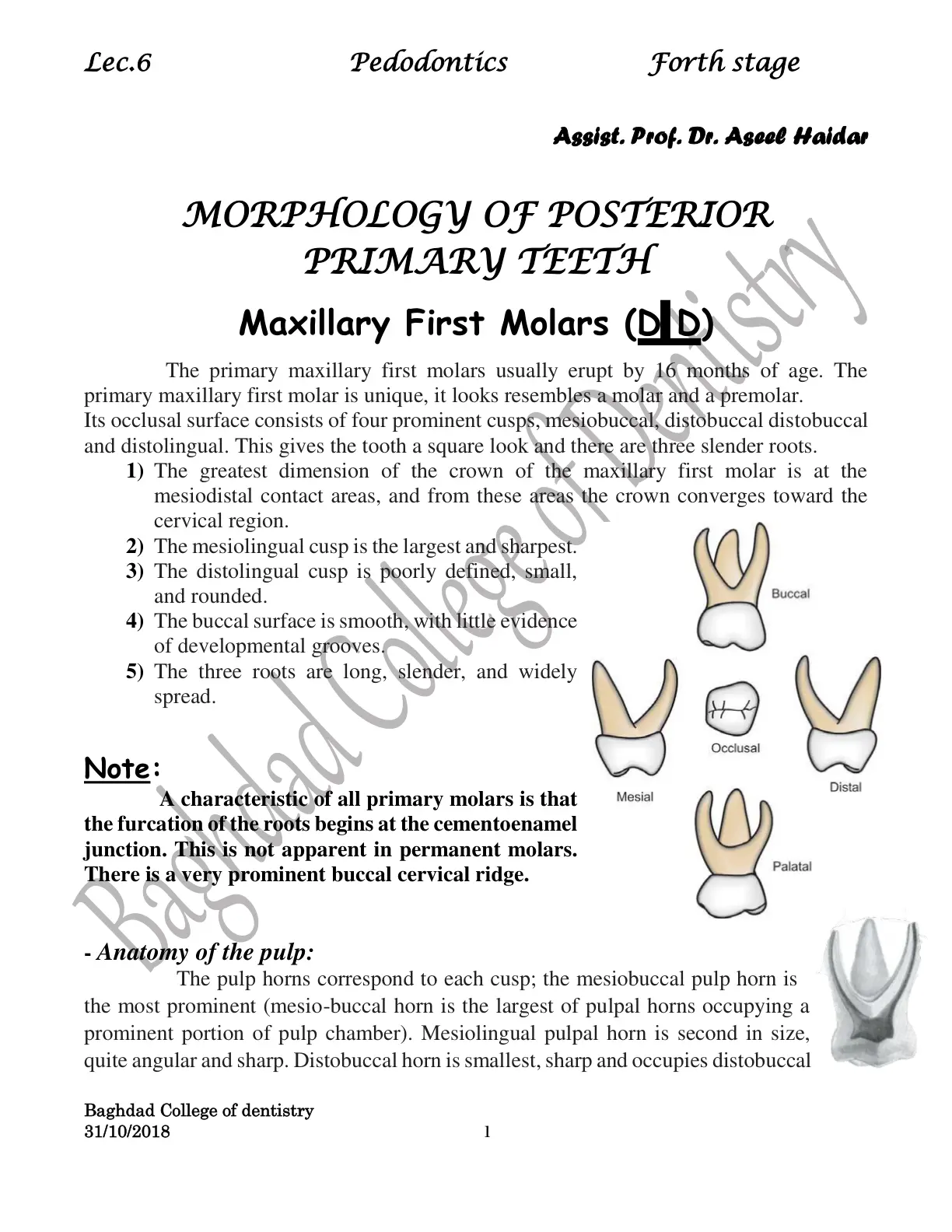 غلاف تقرير Pedodontics - Lecture 6: Morphology of Posterior Primary Teeth