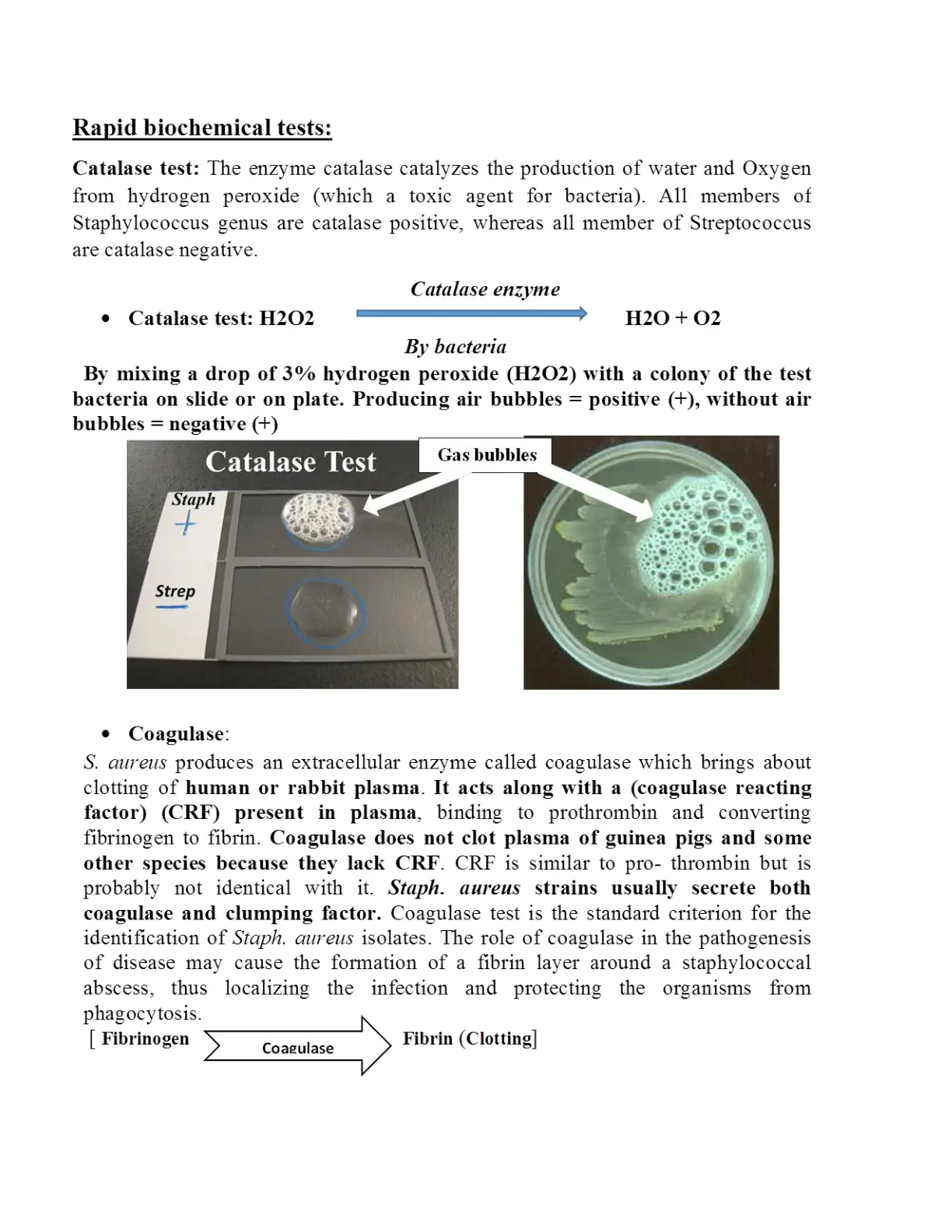 غلاف تقرير Rapid biochemical tests: Catalase test